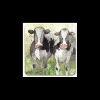 Alex Clark Art Ltd Kitchen And Dining | Tableware*Alex Clark Coaster - Curious Cows