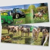 Tractor Ted Books & Dvd`S*Book The Great Race