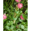 Velcro Garden Accessories*Pre Cut Garden Ties