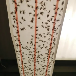 Zero In Insect Control | Insect Control*Ultra Power XL Sticky Fly Roll 10m